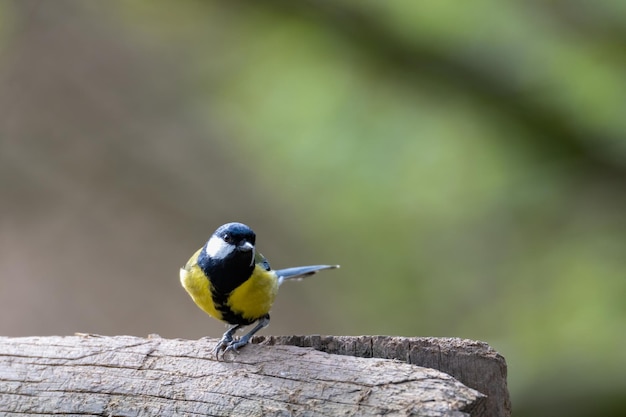 Closeup of a great tit bird perched on a tree with a blurry background
