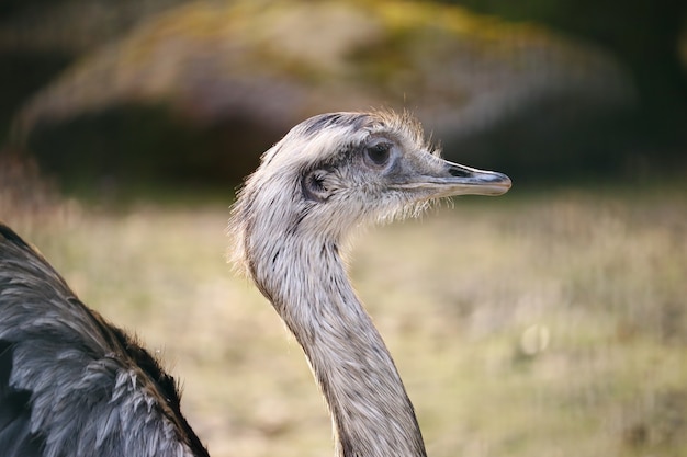 Closeup of a Greater rhea under the sunlight with a blurred background