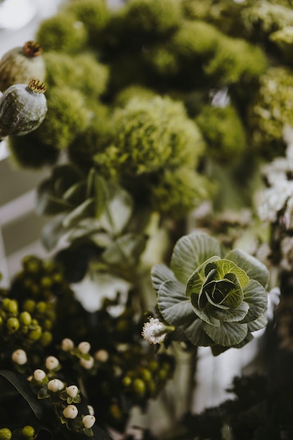 Closeup of green ball dianthus