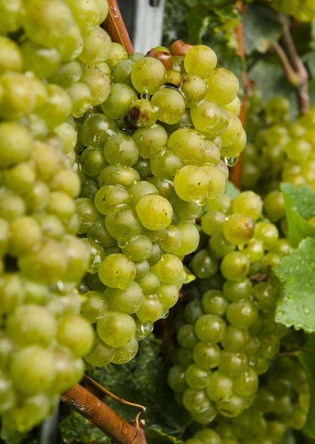 Closeup of green Chardonnay grapevines in Lombardy Northern Italy