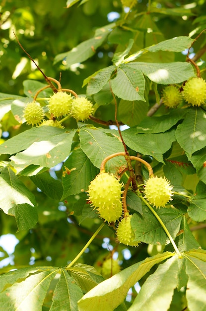 Closeup of green chestnuts on a tree with green leaves