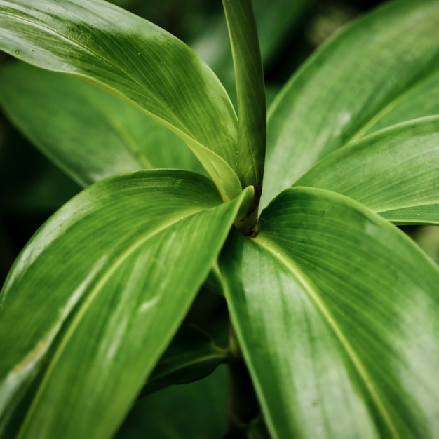 Closeup of green exotic plant