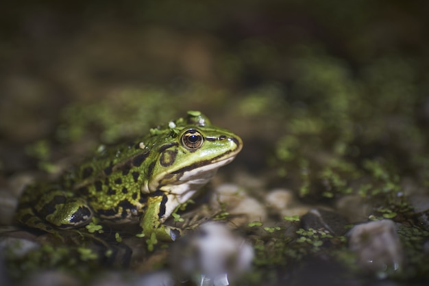 Closeup of a green frog sitting on moss covered pebbles