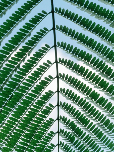 Крупным планом ветки зеленого листа