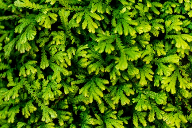 Closeup of green leaf textured background