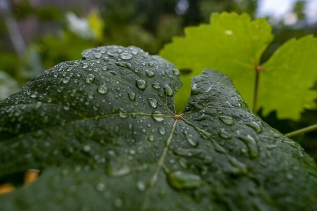 Closeup of a green leaf with raindrops