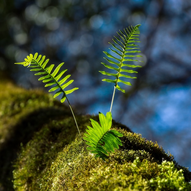 Closeup of green leaves growing on a mossy surface