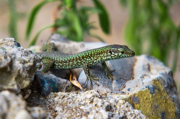 Closeup green lizard crawling on a stone