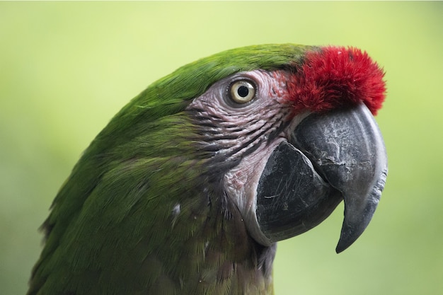 Closeup of a green parrot under the sunlight 