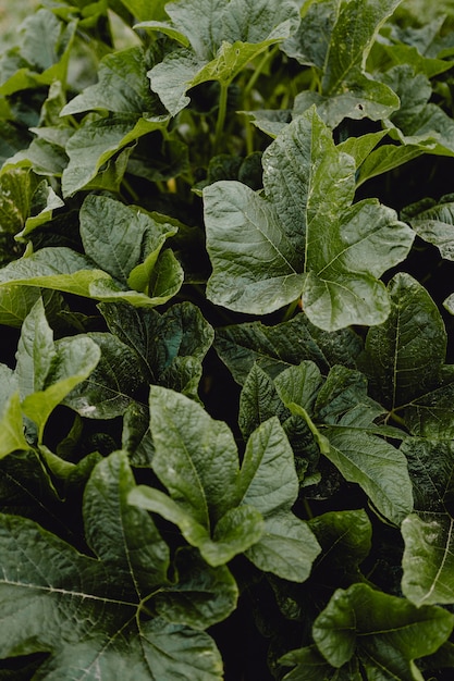 Closeup of green pumpkin leaves