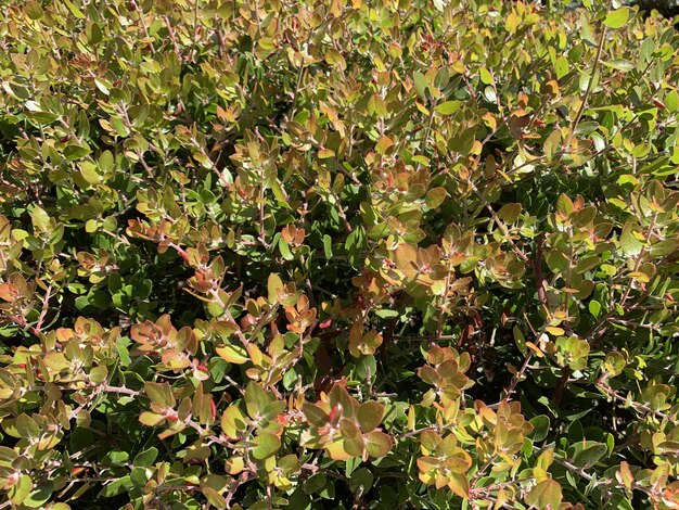 Closeup of the green and red plants captured on a sunny day