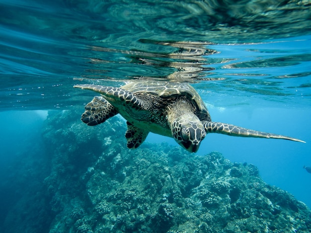 Closeup of a green sea turtle swimming underwater under the lights