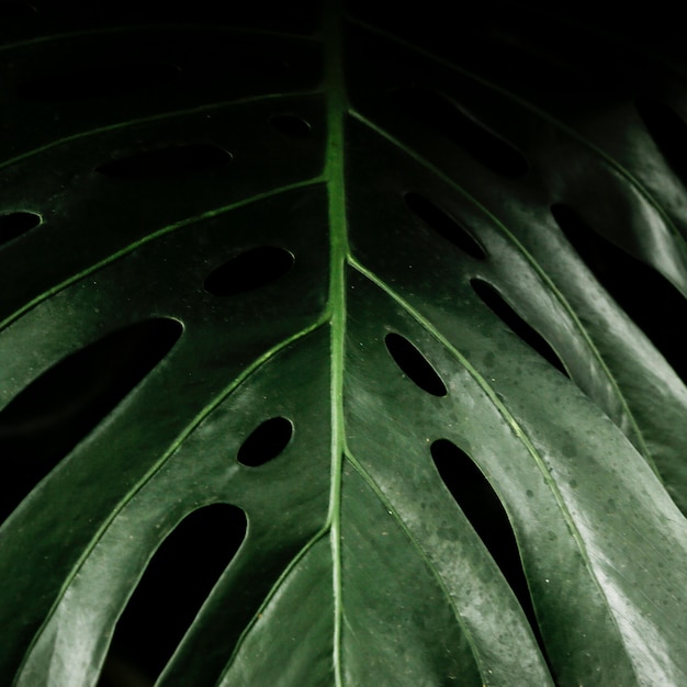 Closeup of green tropical leaf