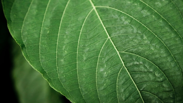 Closeup green tropical leaf