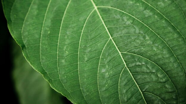 근접 촬영 녹색 열 대 잎