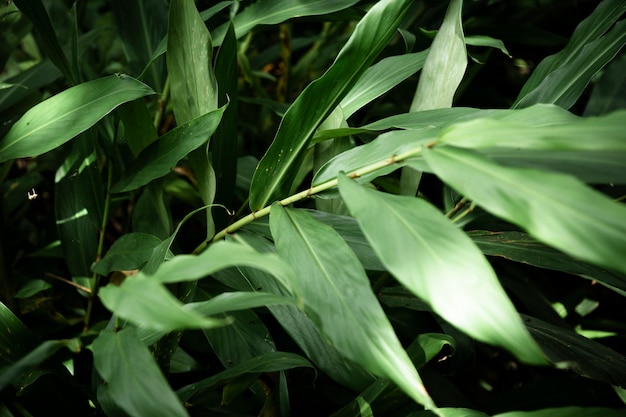 Closeup of green tropical leaves