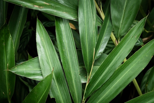Closeup of green tropical leaves