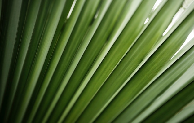 Closeup green tropical plant