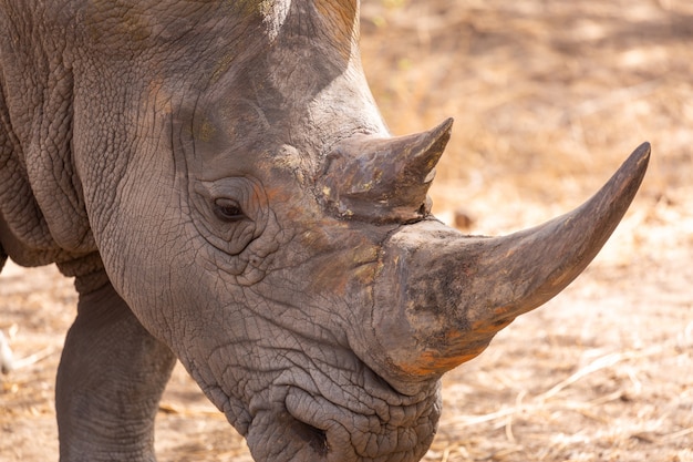 Closeup of a grey rhinoceros with big horns standing on the ground