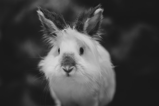 어둠에 흰 토끼의 근접 촬영 그레이 스케일 샷