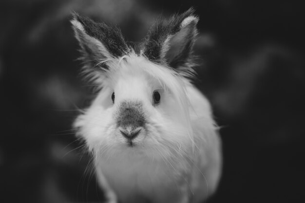 Closeup grey scale shot of a white rabbit on dark