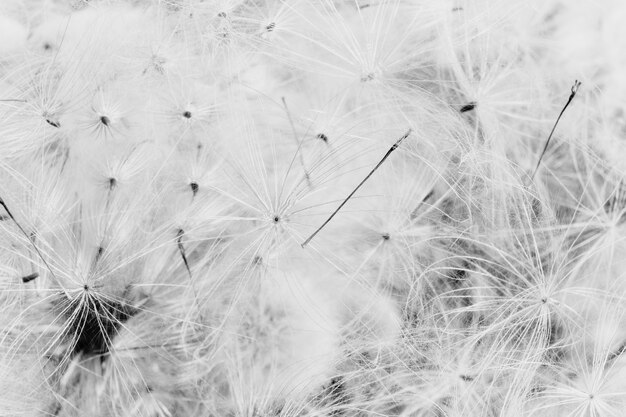 Closeup greyscale of dandelions background