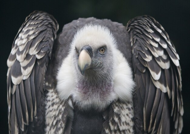 Closeup of a Griffon vulture, a bird of prey