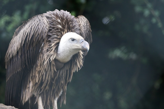 Closeup of a Griffon vulture