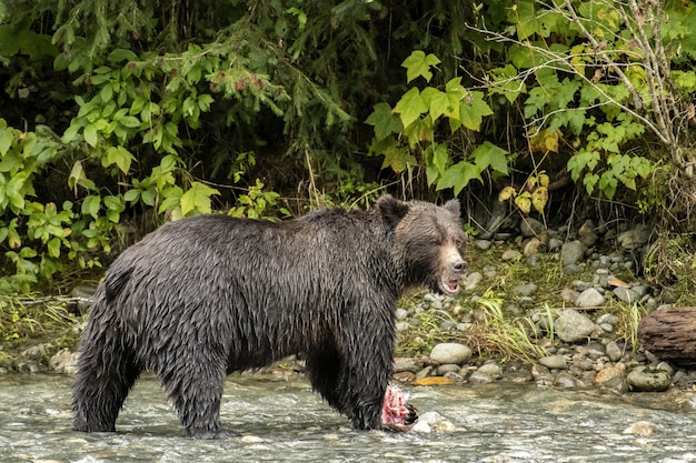 カナダ、ブリティッシュコロンビア州鳥羽入口で肉を食べるハイイログマのクローズアップ