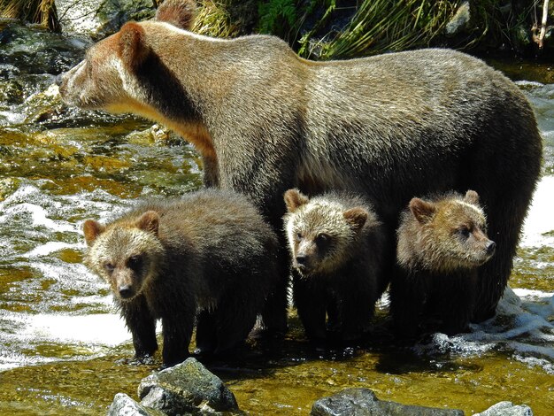 낮 동안 캐나다의 곰 기사 입구에서 회색 새끼와 곰의 근접 촬영