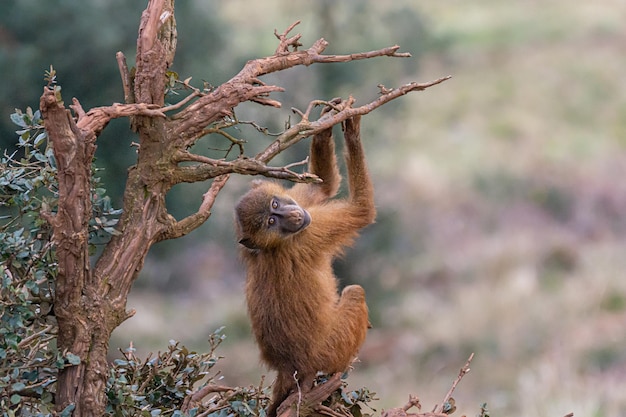 나뭇가지를 들고 뒤를 돌아보는 기니 개코원숭이의 근접 촬영.