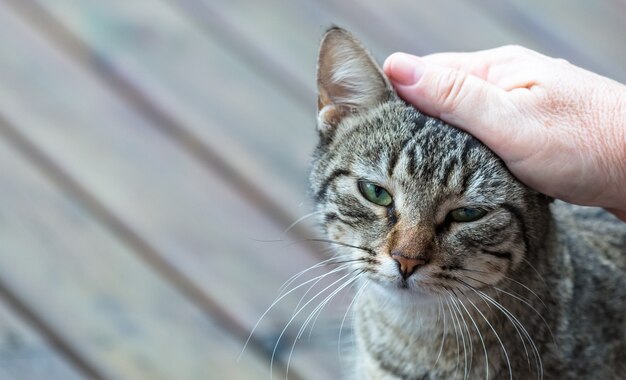 사랑스러운 회색 줄무늬 고양이를 쓰다듬는 손 클로즈업