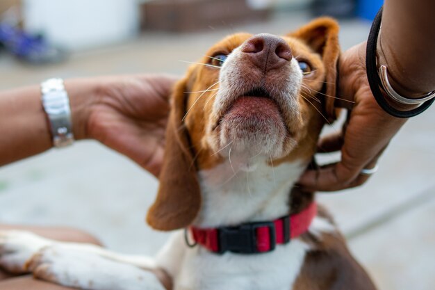 かわいいビーグル犬をかわいがる手のクローズアップ