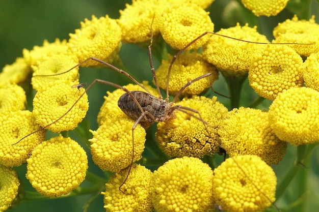 노란색 꽃에 수확자의 근접 촬영 (Phalangium opilio)