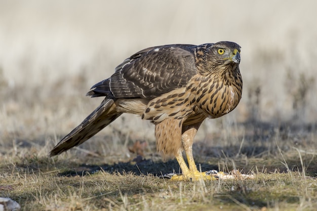 Closeup of a hawk on the ground ready to fly under the sunlight