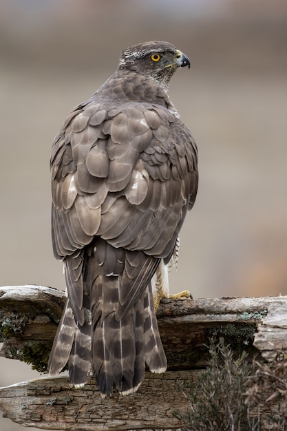 Foto gratuita primo piano di un falco in piedi sul legno sotto la luce del sole con uno sfondo sfocato