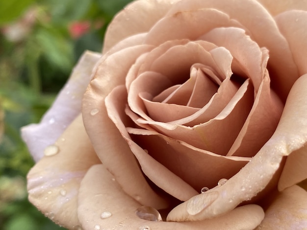 Крупным планом головы красивой розовой розы