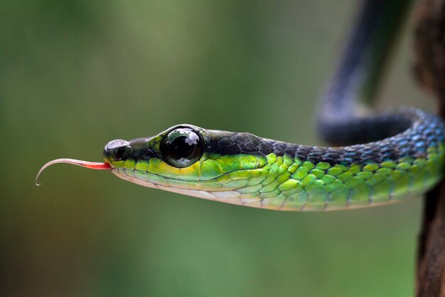 Dendrelaphis formosus 뱀의 근접 촬영 머리
