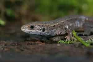 Free photo closeup on the head european common lizard, zootoca vivipare out