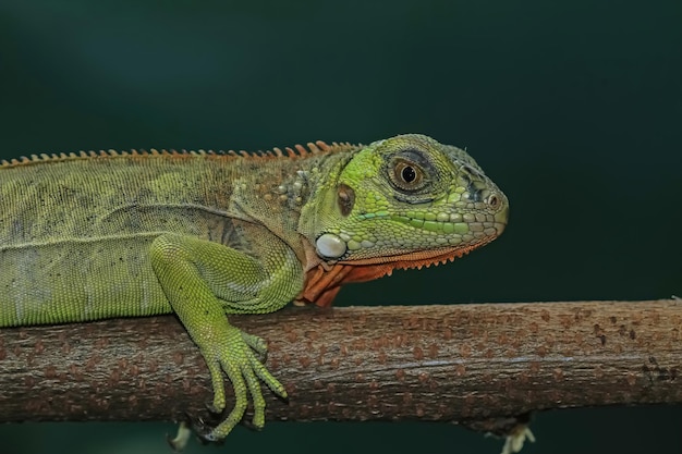 Closeup head of green iguana Green iguana side view on wood animal closeup