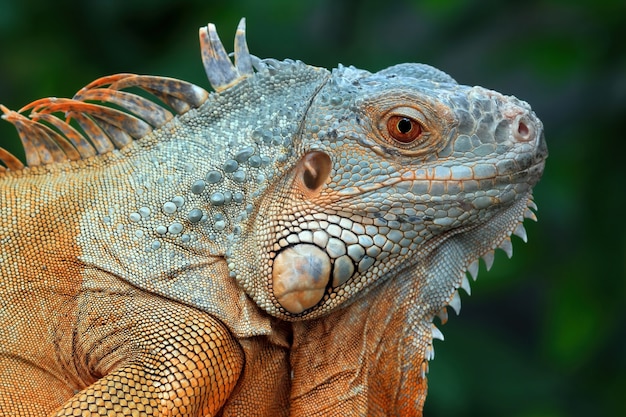Closeup head of green iguana