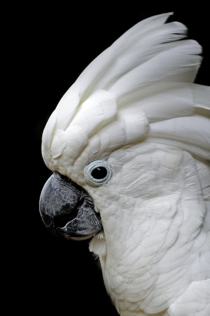 Крупный план Голова головы Cacatua moluccensis голова животного крупным планом