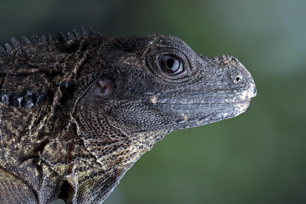 Closeup head of Hydrosaurus weberi Hydrosaurus weberi lizard closeup