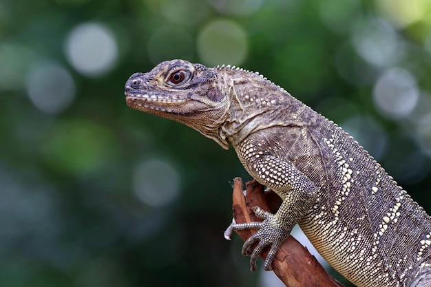 Closeup head of Hydrosaurus weberi Hydrosaurus weberi lizard closeup