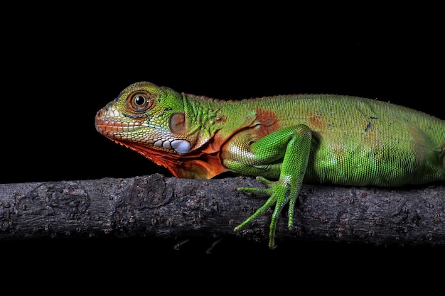 無料写真 緑のイグアナのクローズアップの頭木の動物のクローズアップの緑のイグアナの側面図