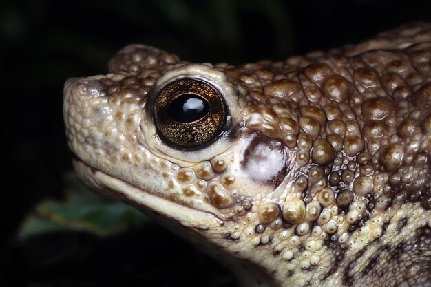 Closeup head pseudo subasper pseudo subasper head Indonesian toad