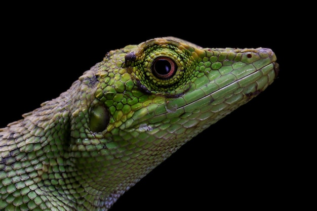 Closeup head of Pseudocalotes lizard on black