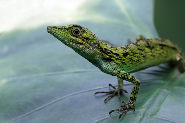 Foto gratuita testa del primo piano della lucertola di pseudocalotes con sfondo naturale