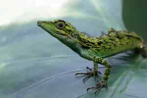 Free photo closeup head of pseudocalotes lizard with natural background