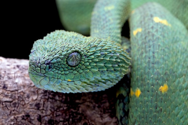 Free photo closeup head west african leaf viper on branch